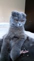 Adorable Cat's Favorite Pose - Funny Cat Videos