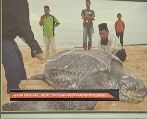 Jabatan Perikanan lancar usaha bawa masuk anak penyu belimbing