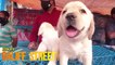 Pet Market| Galiff Street Pet Market| Kolkata| Pet Dog| Puppy| Travel vlog
