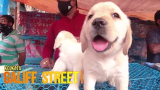 Pet Market| Galiff Street Pet Market| Kolkata| Pet Dog| Puppy| Travel vlog