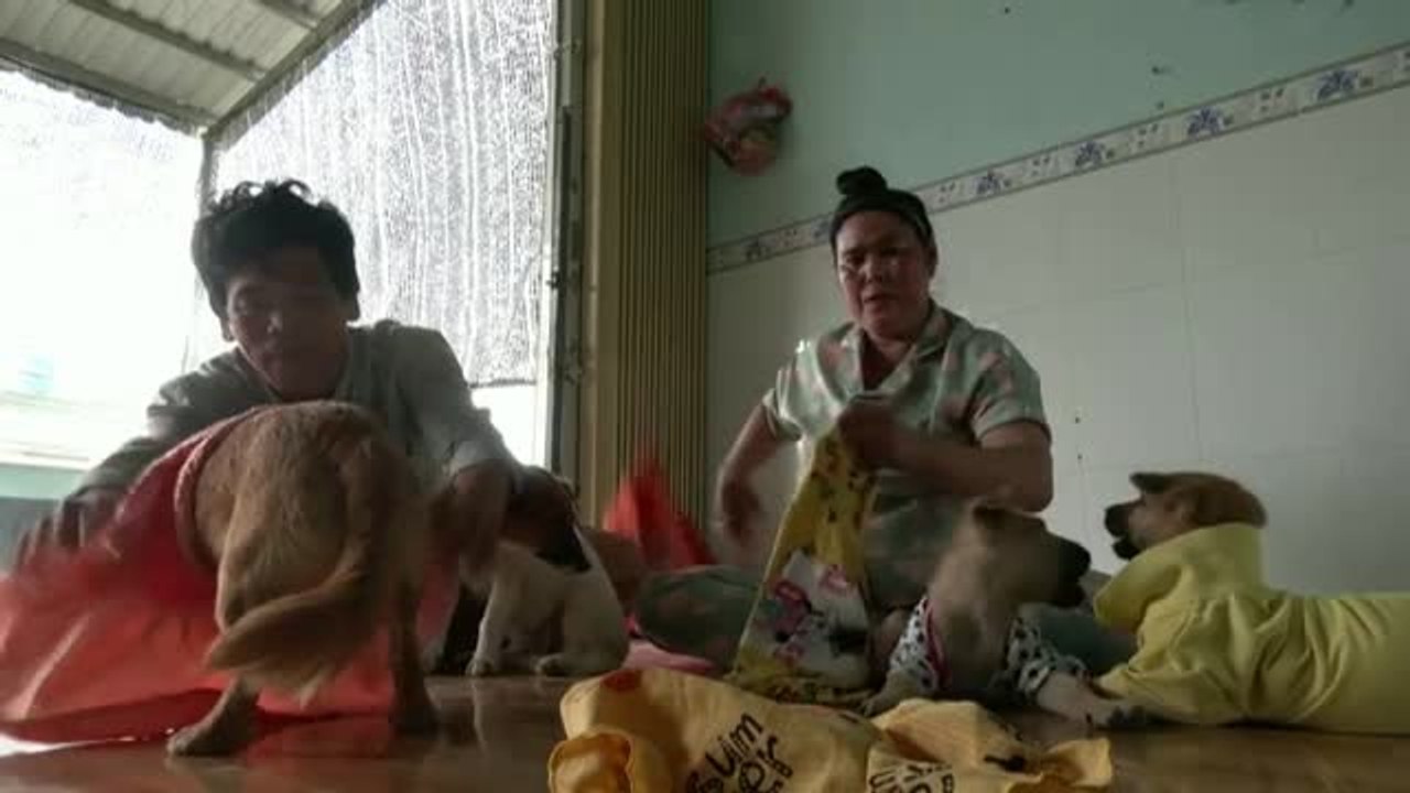 En Vietnam una pareja adopta perros enfermos, abandonados y destinados a mataderos y restaurantes