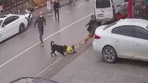 Köpek üzerine atlayınca kucağından çocuğu düşürdü!