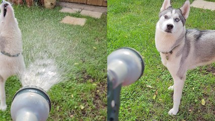 ''Husky vs. Water Hose' is the friendly fight you didn't know you needed to see '