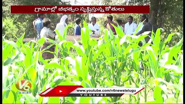 Catch Monkey... Take Rs.500, Farmers Good Idea To Prevent Monkeys From Destroy Crops | V6 News