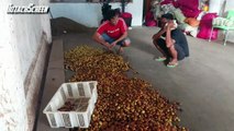 Juragan jengkol mau bayar tinggi, si penjual malah nolak