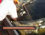 Penyu tersangkut pukat tunda diselamatkan