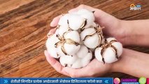 Cottan market Rate | आजचा कापूस बाजार भाव  | Sakal |