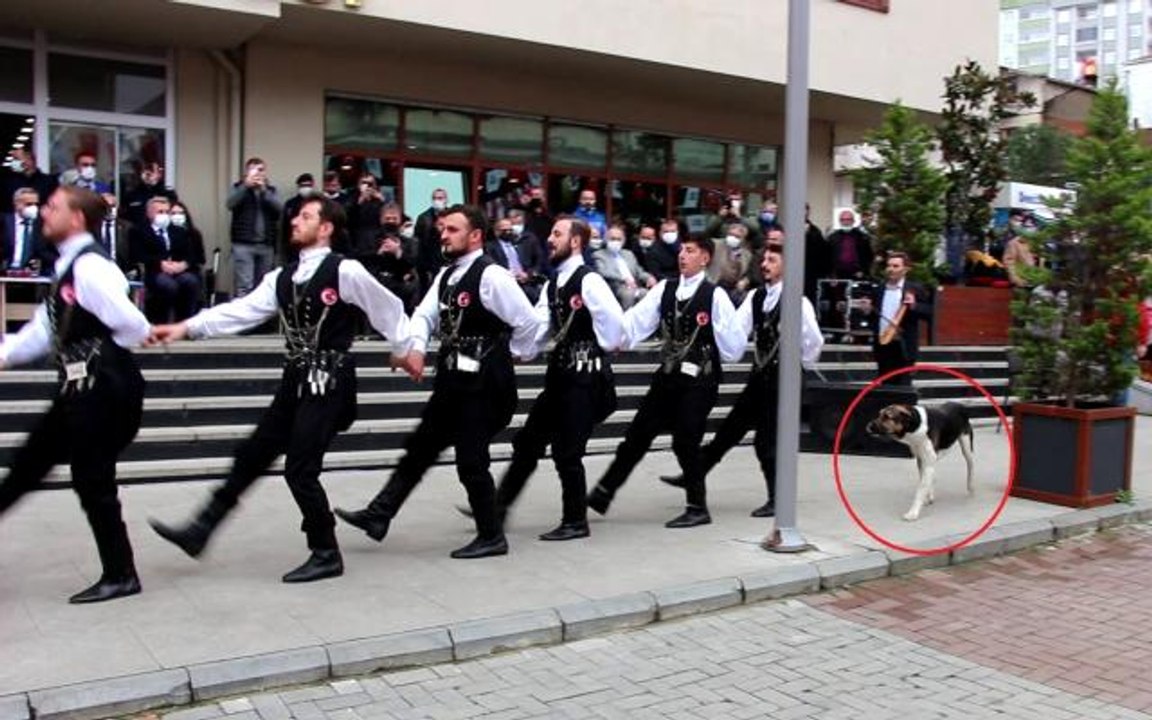 Trabzon'da yaşayan köpek, kemençe sesini duyunca yerinde duramadı! İşte o anlar