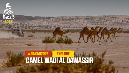Dakar Explore - Camel Wadi Al Dawassir - #Dakar2022