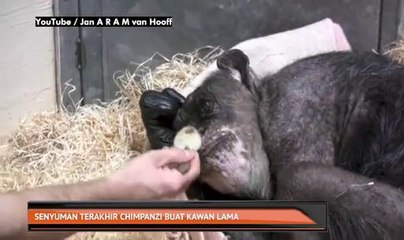 Senyuman terakhir Cimpanzi buat kawan lama