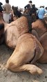 Camel #shorts #camel #mela
