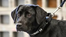 CIA dog trainee quits explosives school in favor of 'sniffing out rabbits and squirrels'