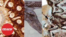 5 de los fósiles mejor conservados del mundo