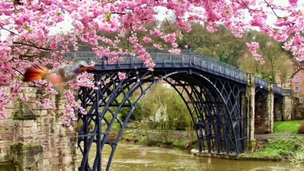 Ambient nature sounds sakura refreshed relaxation music HD