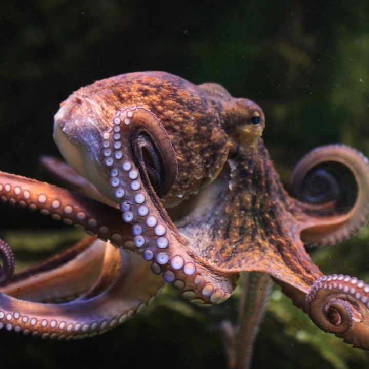 Une ferme d'élevage de poulpes bientôt créée en Espagne ? carré