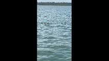 Rescuing an Exhausted Armadillo from Drowning