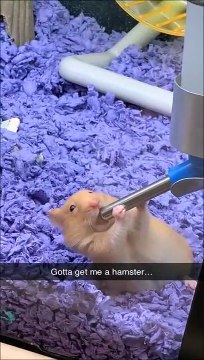 Ce hamster avait vraiment très soif