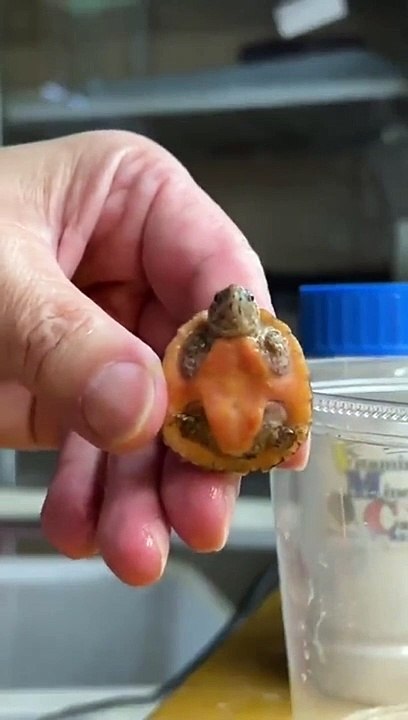 Cette petite tortue déteste le bain