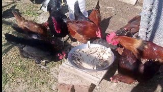 Easy way growing Chicken farming