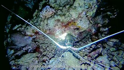 NIGHT SPEARFISHING EPISODE 6 - MELAWAN CUMI 4 KG