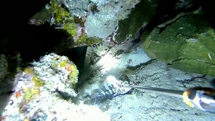 NIGHT SPEARFISHING EPISODE 8 - PENYU HEWAN LAUT YANG DI LINDUNGI