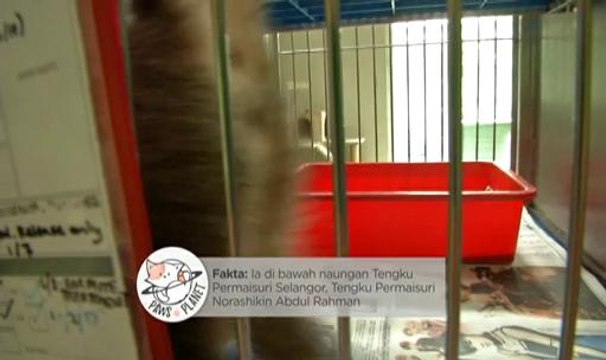 Maine Coon, 'the gentle giant'