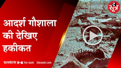 इंदौर के पेडमी गौशाला में 150 गायों के मिले शव, प्रबंधक गिरफ्तार; यह है मामला