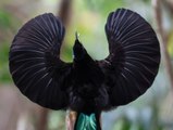 Heiße Liebestänze im Dschungel: Diese Vögel haben Rhythmus im Blut