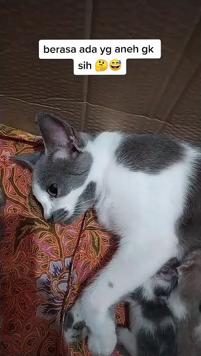 Miaww kucing imut