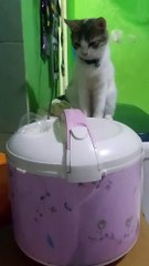 Kucing Masak Nasi