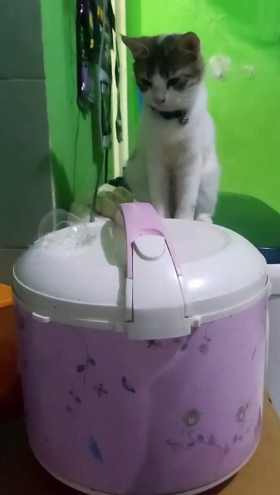 Kucing Masak Nasi