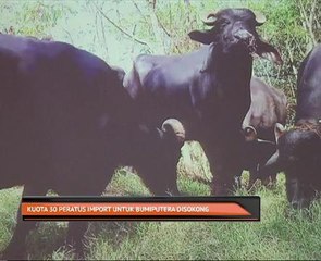 Kuota 30 peratus import untuk bumiputera disokong