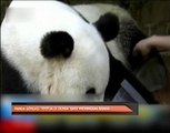 Panda gergasi tertua di dunia 'Basi' meninggal dunia