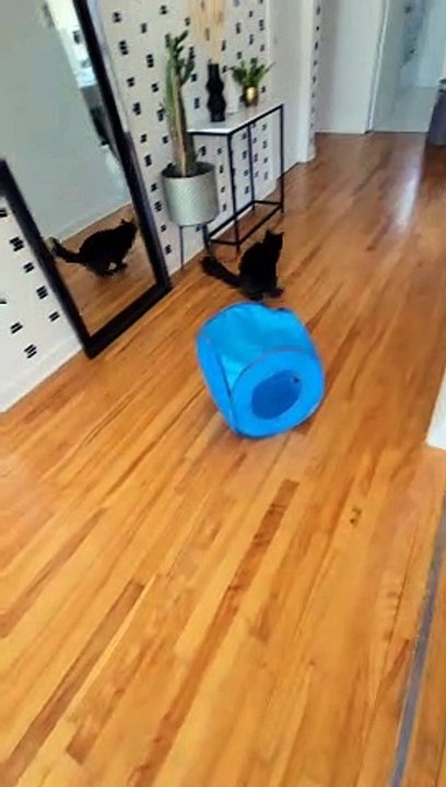 Beano Bolts Every Time he Hears the Automatic Feeder