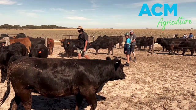 Raven stud female dispersal sale | February 25, 2022 | Stock Journal