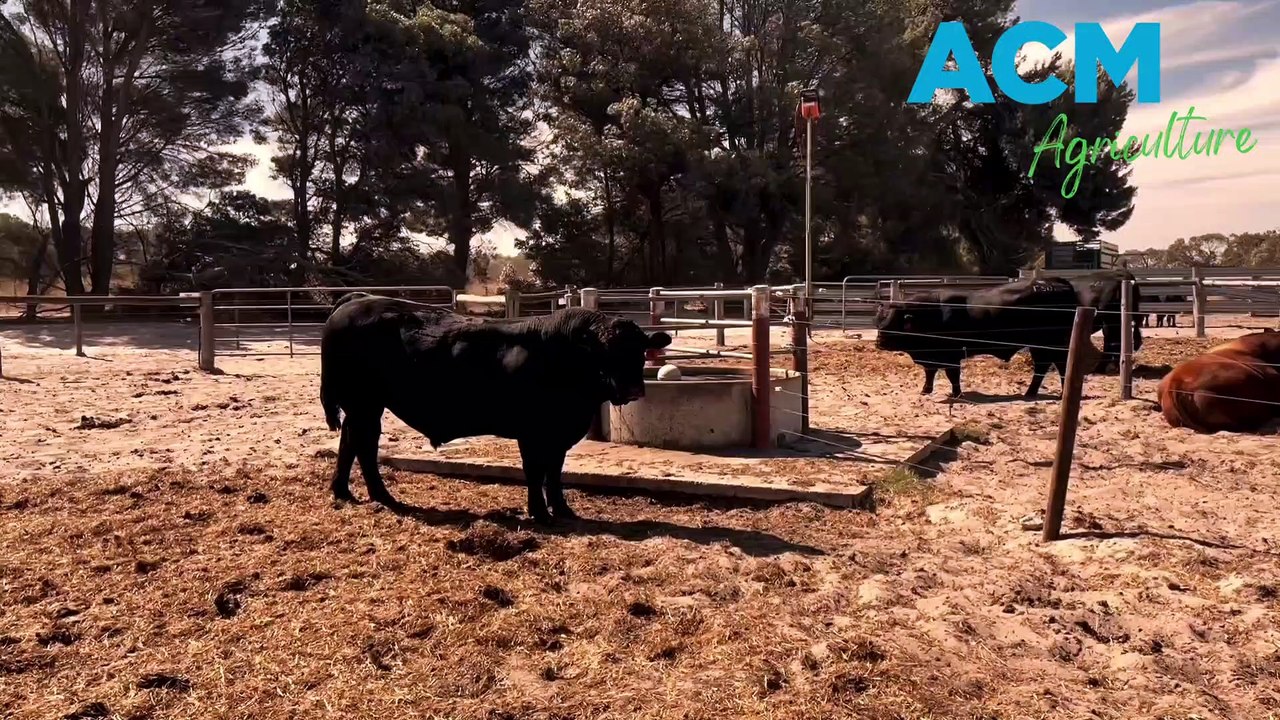 Raven Limousin & Lim-Flex bull sale | February 25, 2022 | Stock Journal