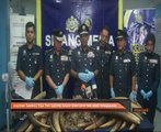 Kastam rampas tiga tan gading gajah lima tan sisik tenggiling