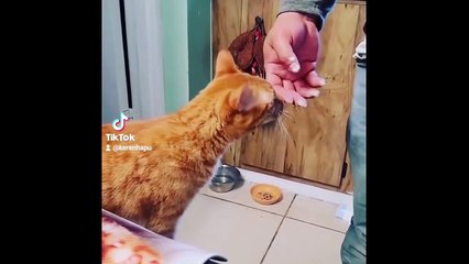 BEST FUNNY CATS COMPILATION 2022 - The Best Funny and Cute Cat Videos!