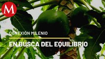 En busca del equilibrio, entre bosques y agricultura | Conexión Milenio