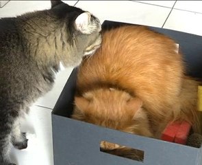 Paws Planet (Episod 5): Mikan dan kawan-kawan