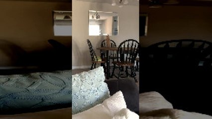 Peanut the Kitten Jumps into the Mirror