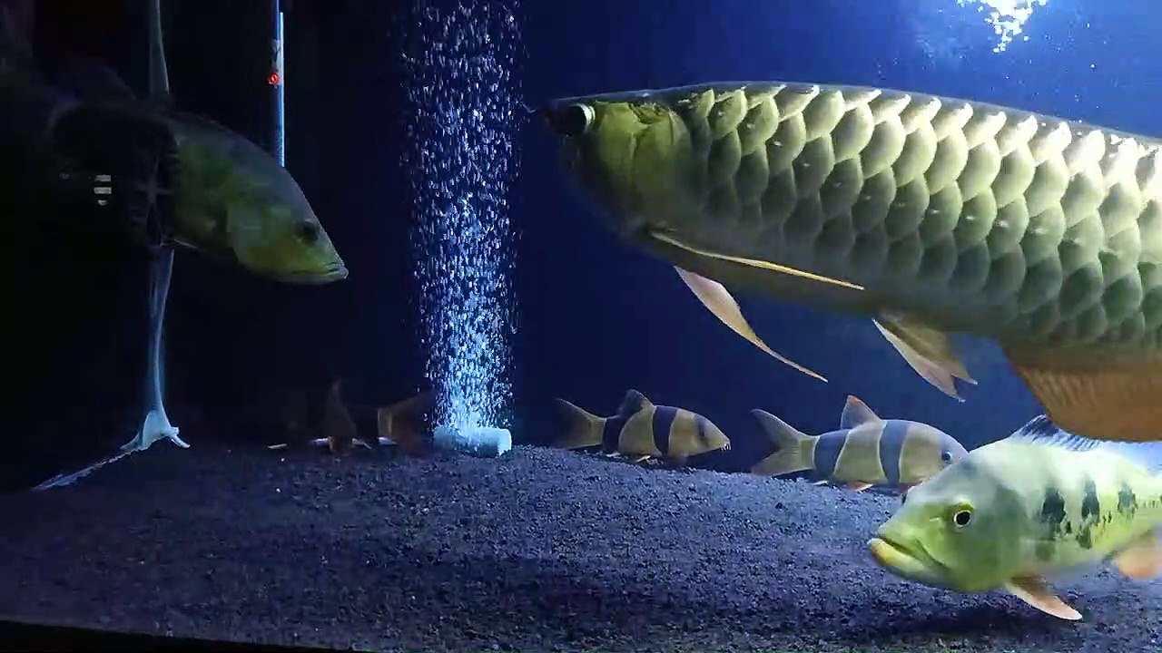 Botia fish in tank