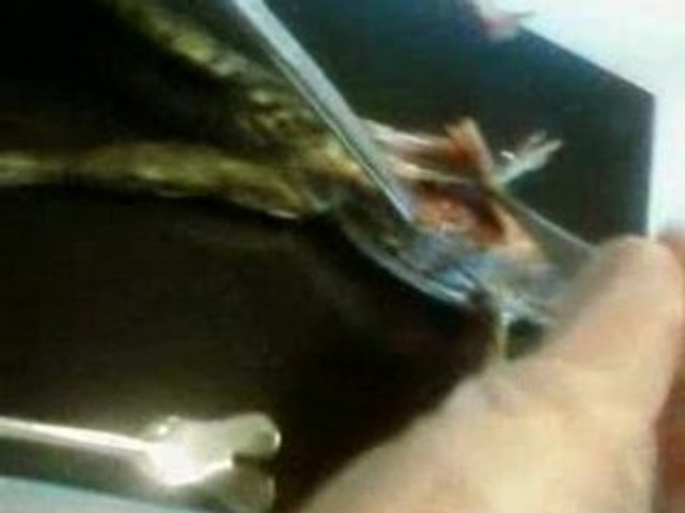 dissection