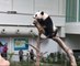 Birthday party for Malaysia's panda family