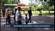 Menikmati Objek Wisata Alam Sangeh Monkey Forest