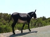 Abandoned due to war, donkeys in Cyprus fend for themselves