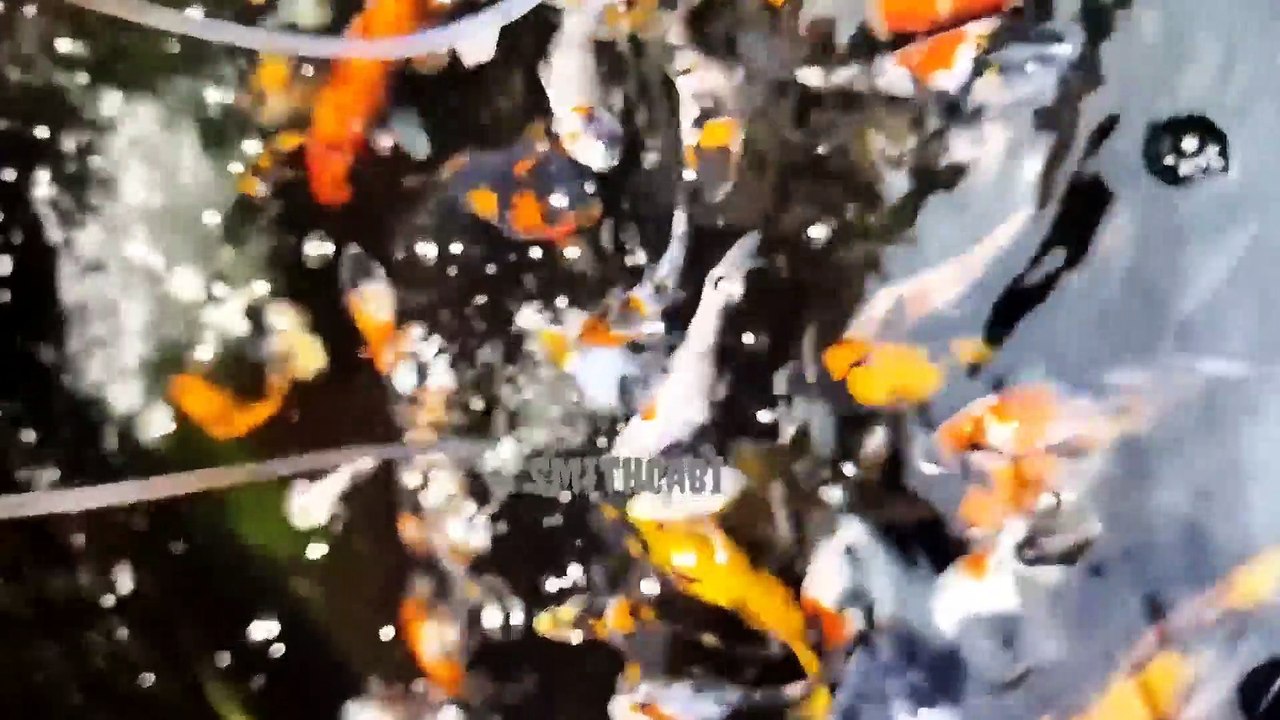 Keindahan Ikan mas di Kolam