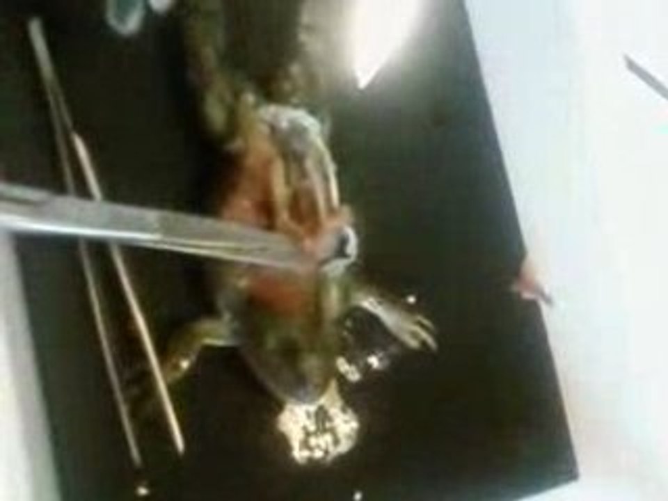 dissection