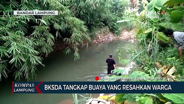 BKSDA Tangkap Buaya yang Resahkan Warga