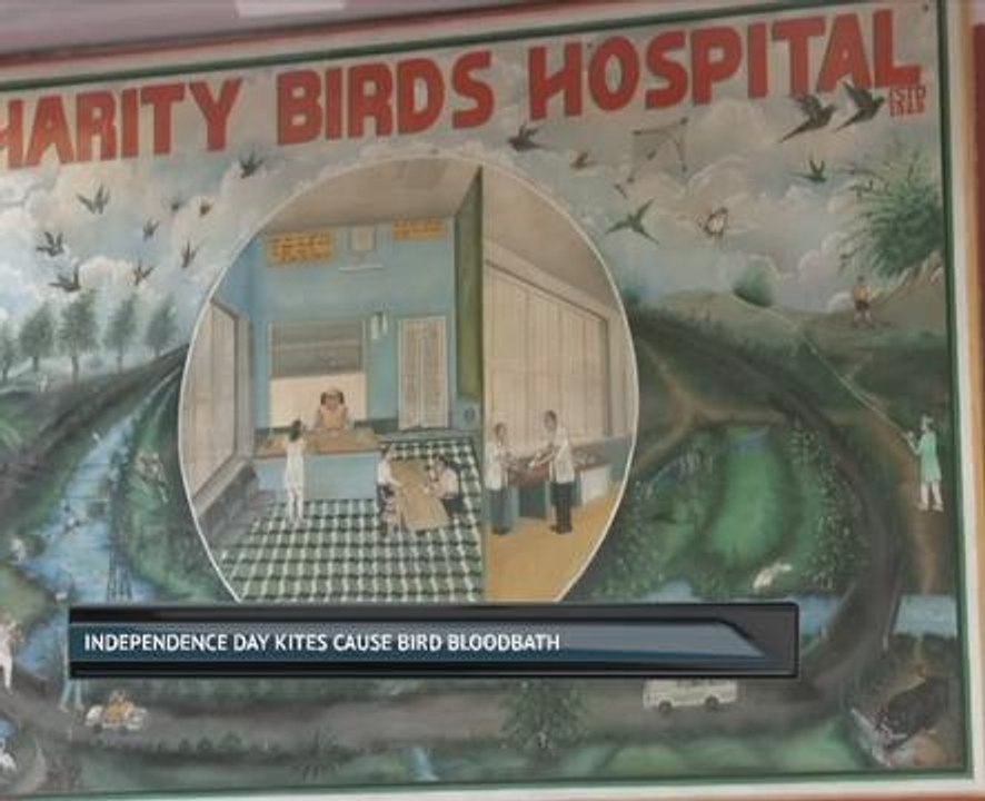 Independence Day kites cause bird bloodbath